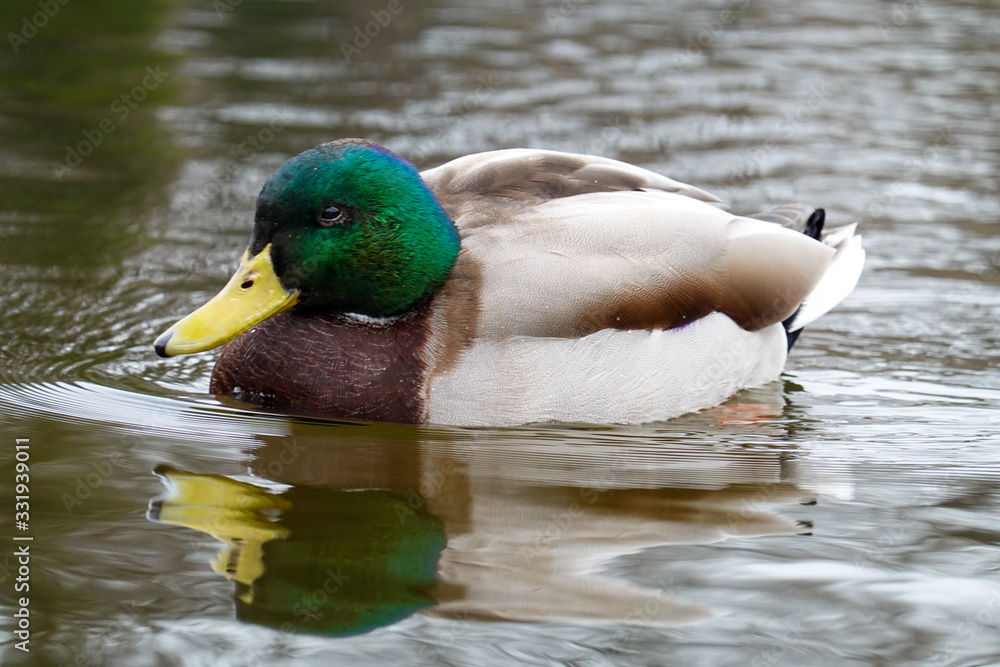 Obraz premium Stockente