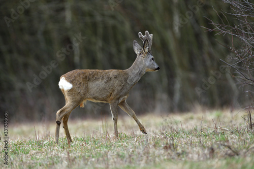 Fototapeta Naklejka Na Ścianę i Meble -  Portrait of a roe deer with growing antlers close up on a meadow