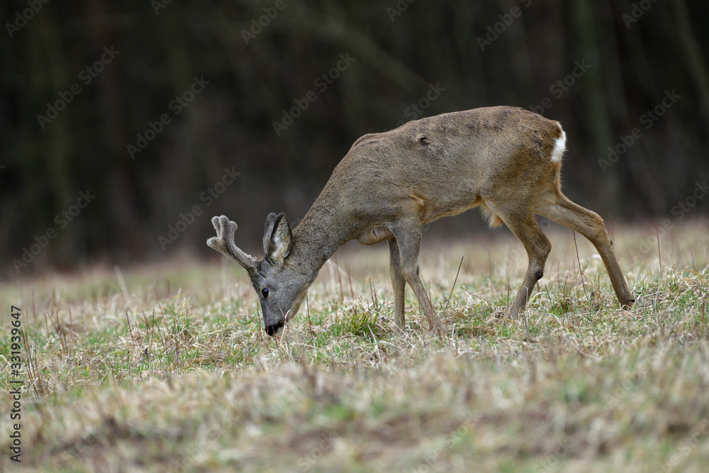 Roe deer with growing antlers with fresh grass in mouth on meadow Roe deer with growing antlers with fresh grass in mouth on meadow