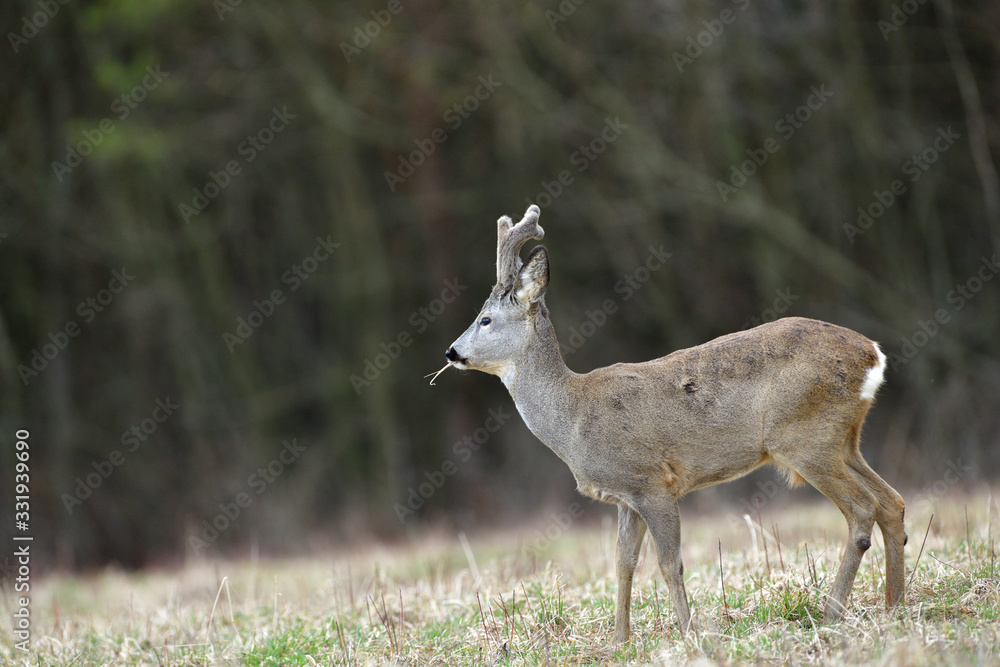 Roe deer with growing antlers with fresh grass in mouth on meadow Roe deer with growing antlers with fresh grass in mouth on meadow