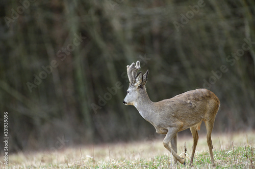 Fototapeta Naklejka Na Ścianę i Meble -  Roe deer with growing antlers walking  on the meadow in spring