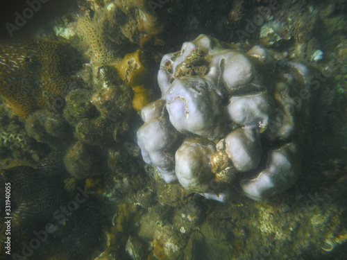 Snorkeling in Cham Islands Vietnam