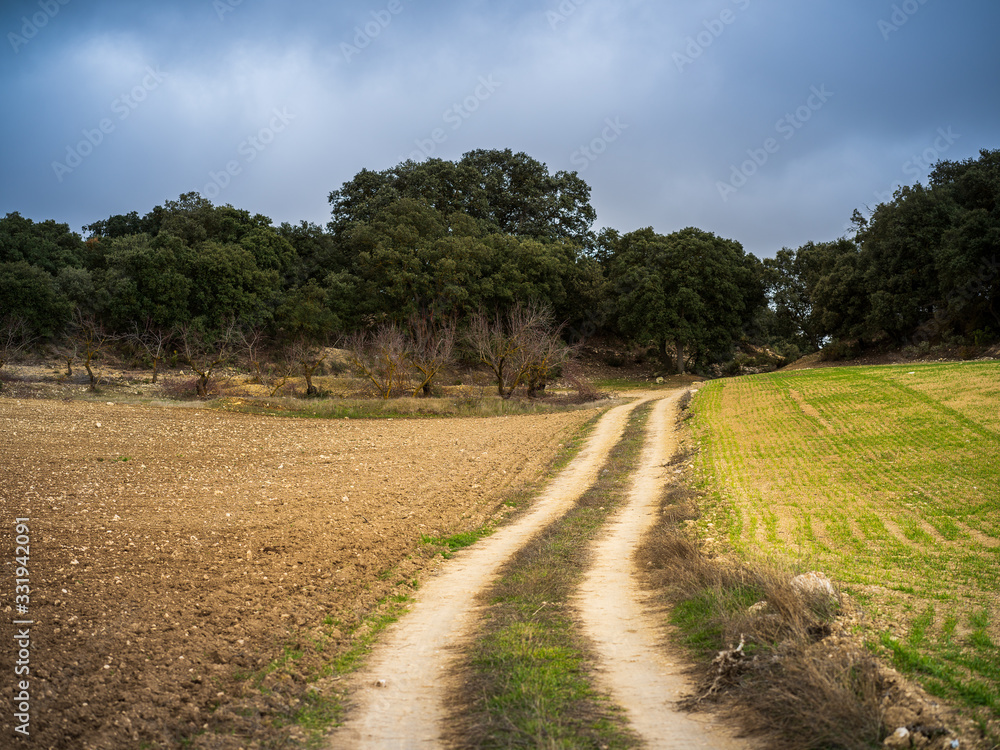 Fototapeta premium Dirt road in the field leading into forest