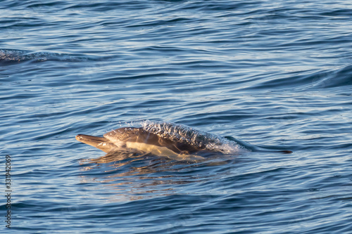 Long-beaked common dolphin (Delphinus capensis) surfaces off the coast of Baja California, Mexico.