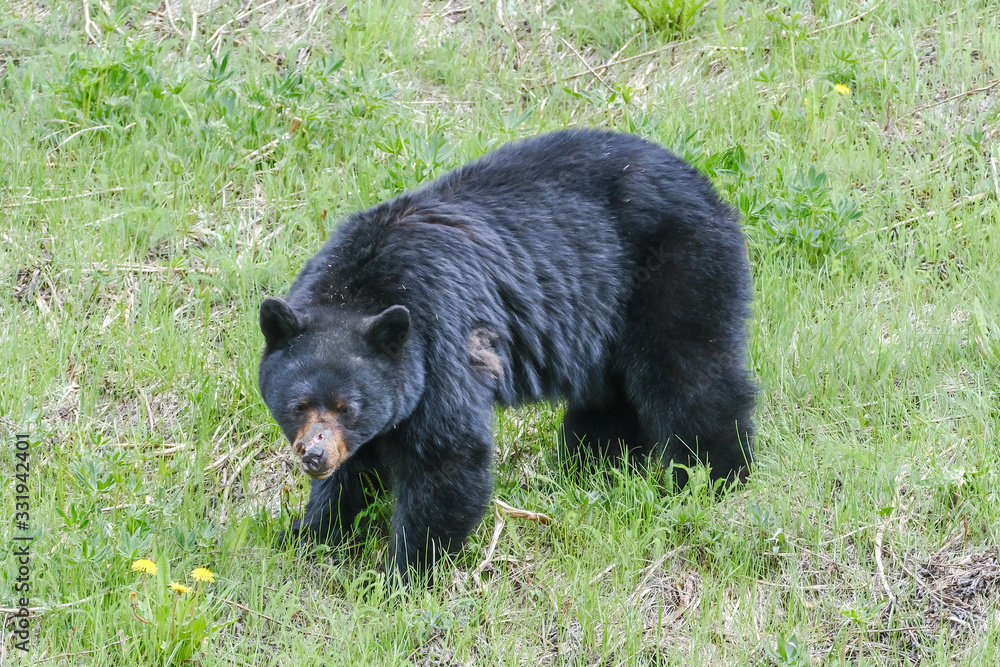 An injured black bear in the grass, part of the nose is gone, trees in the background, Manning Park, Canada An injured black bear in the grass, part of the nose is gone, trees in the background, Manning Park, Canada