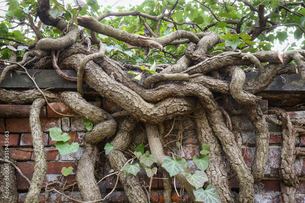 Old gnarly Ivy Vine creeping up an ancient and weathered Cemetery brick wall in Berlin. Thick dry branches