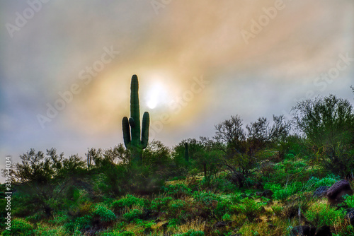 cactus in the desert at Sunrise in Fog