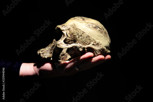 Model of human ancestor skull (Australopithecus africanus) on a hand. photo