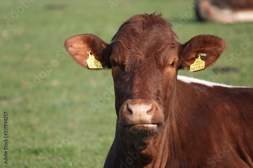 In Zeiten des Coronavirus COVID-19 wird den heimischen Bauern wieder mehr Beachtung geschenkt - Biorinder grasen auf Weide 