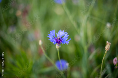blue flower on green background 