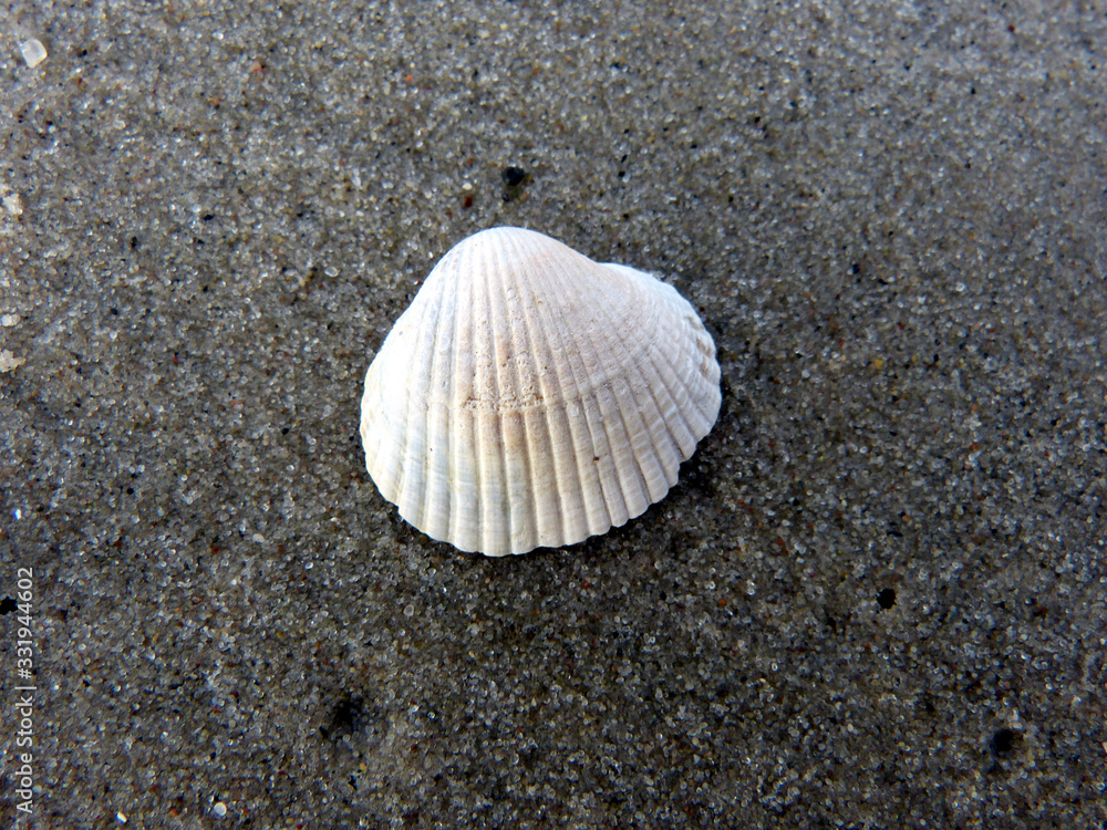 Muschel am Strand