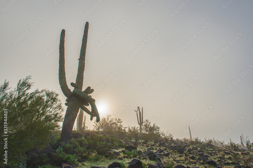 cactus in the desert at Sunrise in Fog cactus in the desert at Sunrise in Fog
