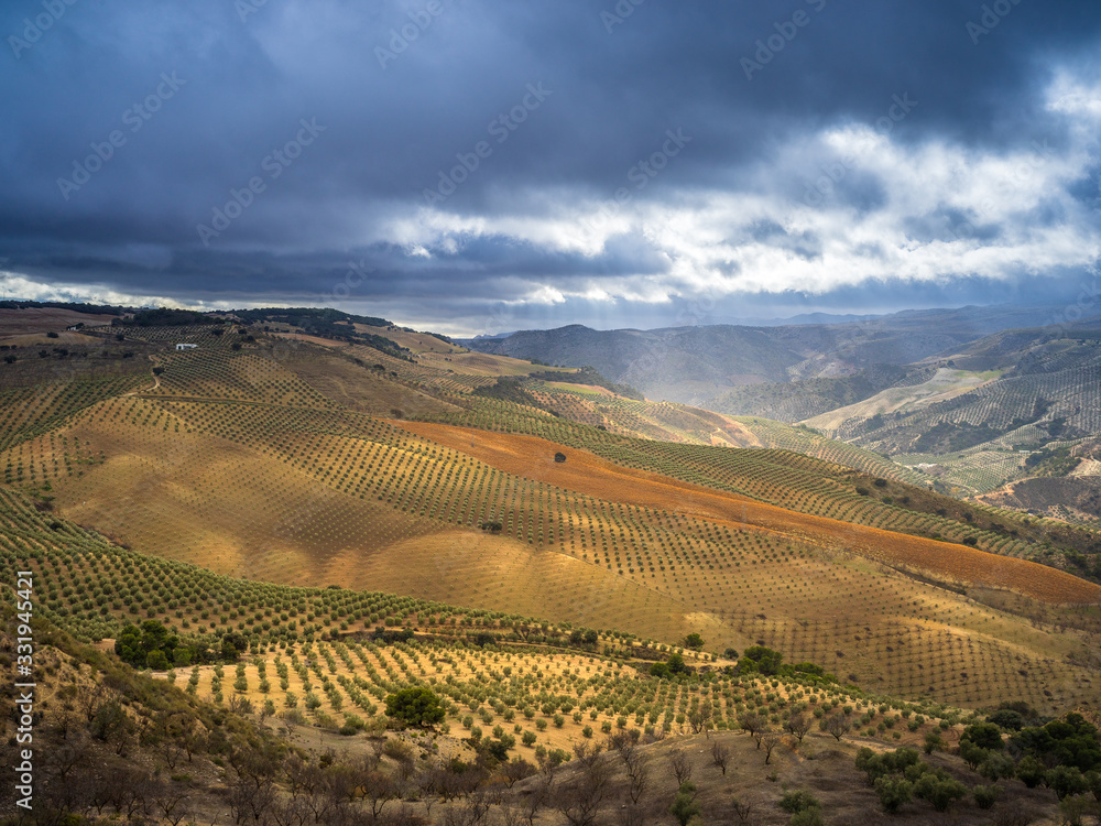 Dramatic landscape with endless olive gardens near Granada in Spain