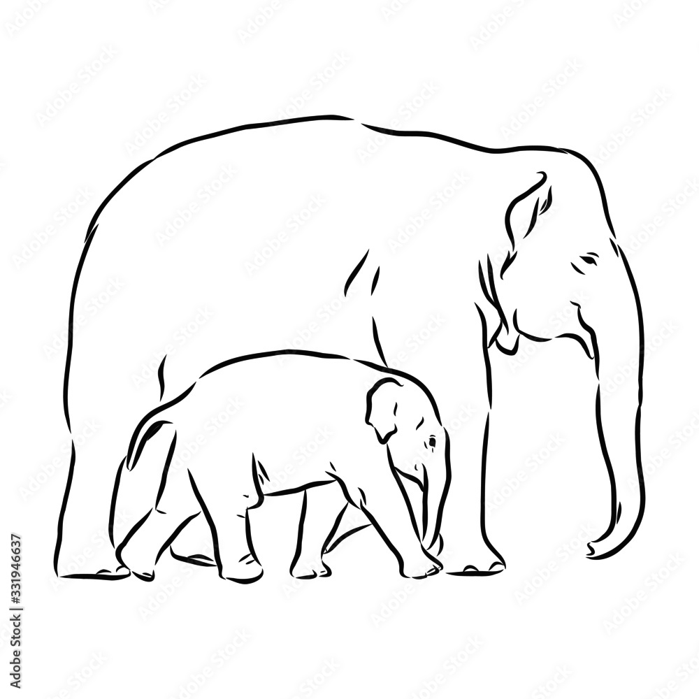 Fototapeta premium vector illustration of an elephant with elephants baby 