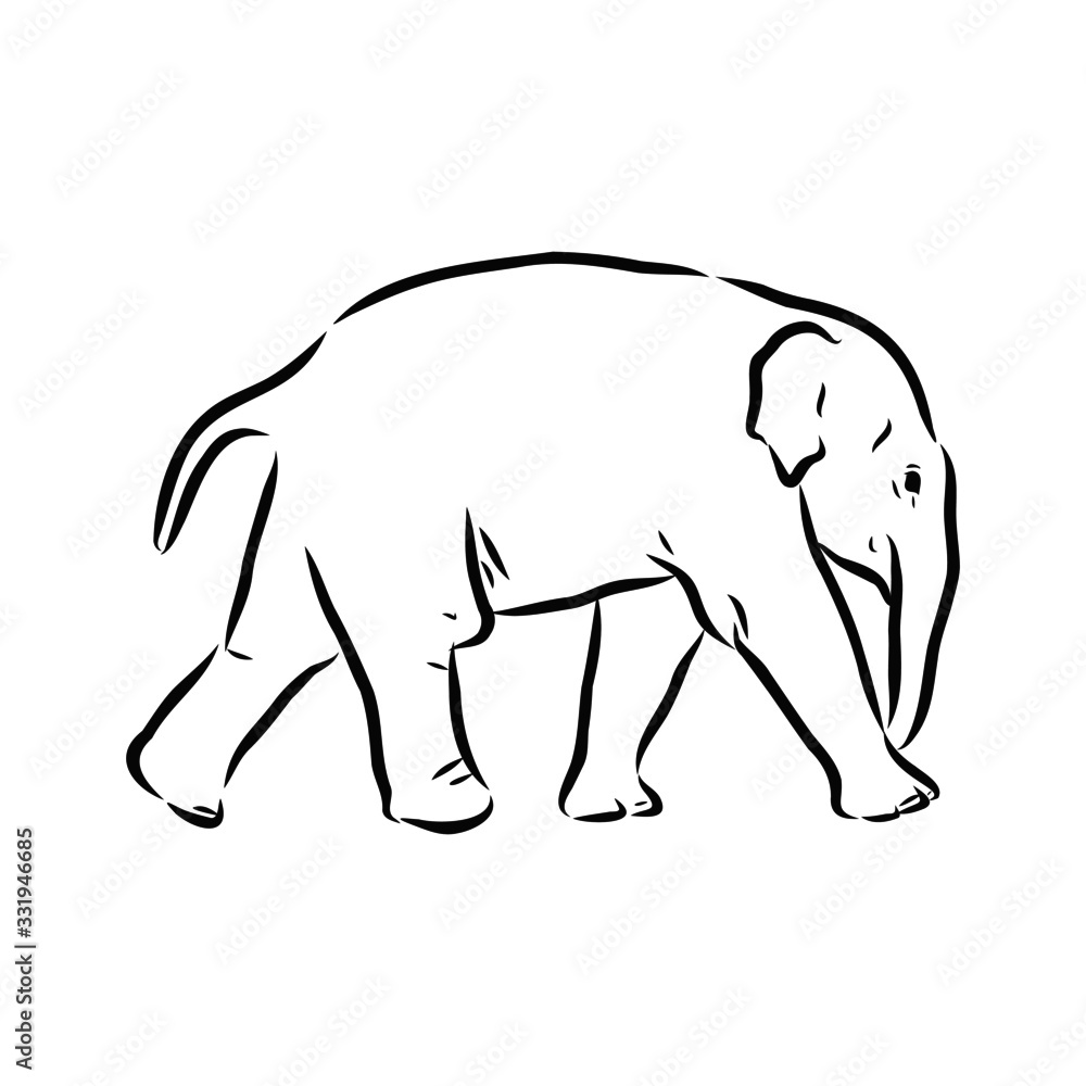 Fototapeta premium vector illustration of an elephant baby 