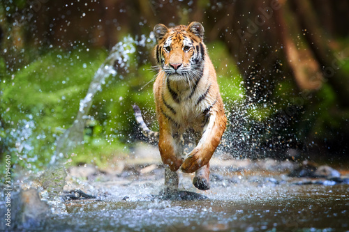 Young Siberian tiger, Panthera tigris altaica, running in a forest stream against dark green spruce forest. Tiger among water drops in a typical taiga environment. Direct view, low angle photo. Russia