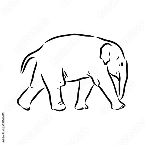 vector illustration of an elephant baby 