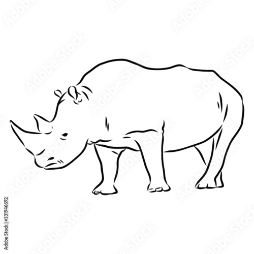 illustration of rhinoceros, sketch 