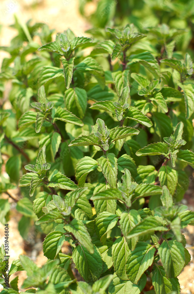 Spear Mint blooming in the park. Spear Mint blooming in the park.