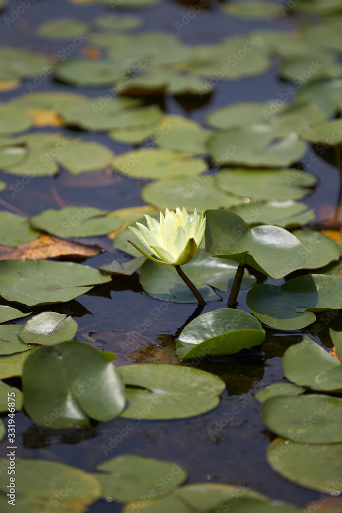 Water lily blooming in the park. Water lily blooming in the park.