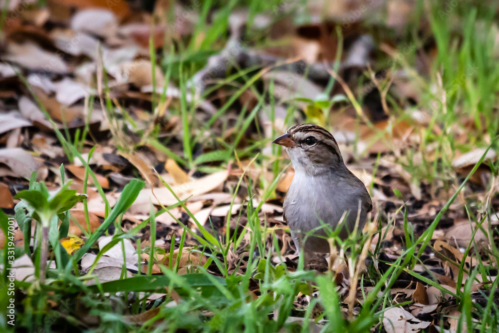 wren in the grass wren in the grass