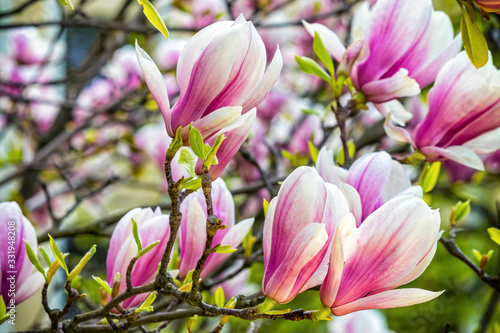 Pink magnolia flowers in the garden. Natural soft floral background