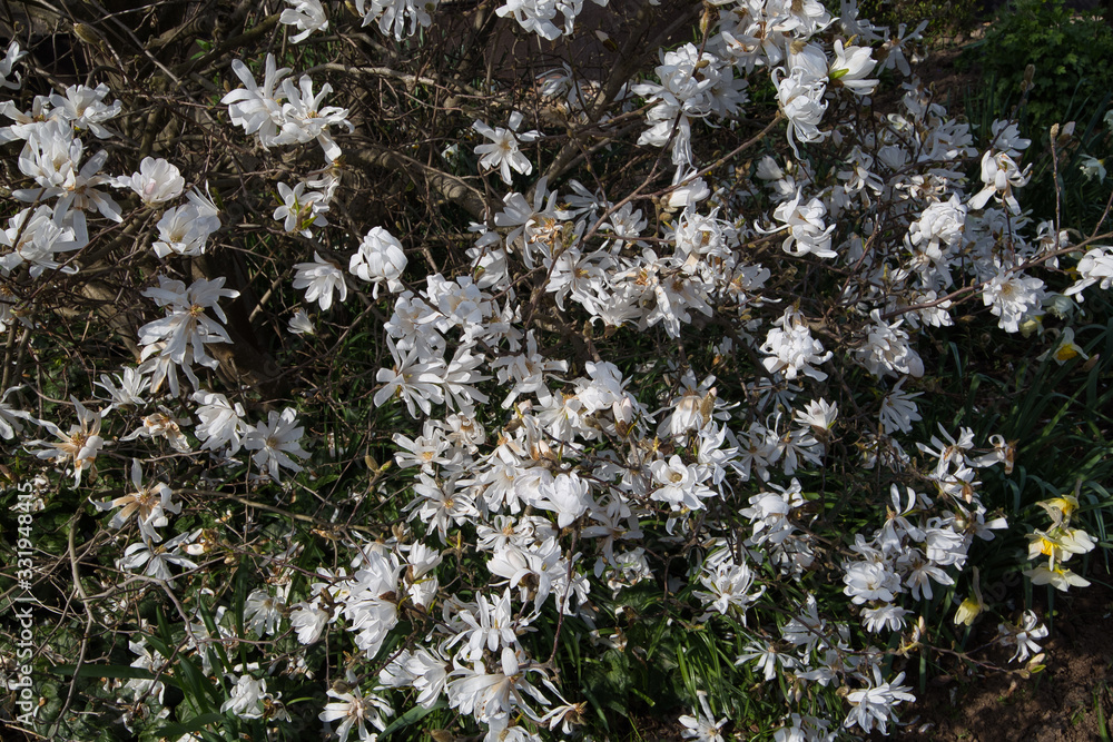 Baum mit weißen Blüten Baum mit weißen Blüten