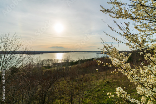 White cherry tree flowers in beautiful sunlight at the Markkleeberger Lake near Leipzig