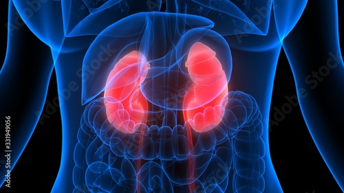 Human Urinary System Kidneys Anatomy photo