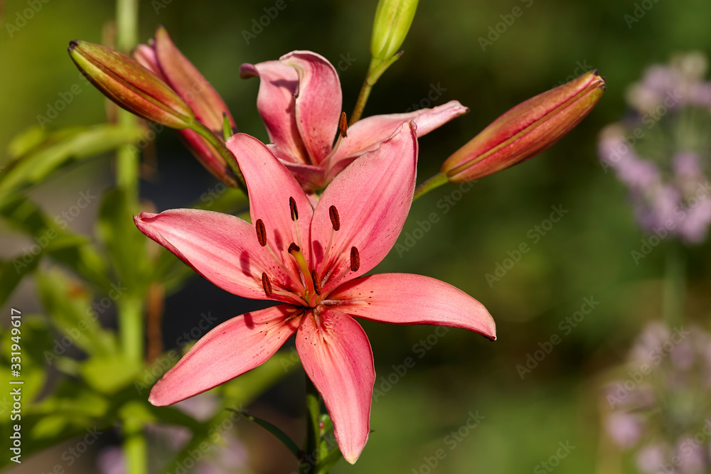 Liliy on branch blossom in garden