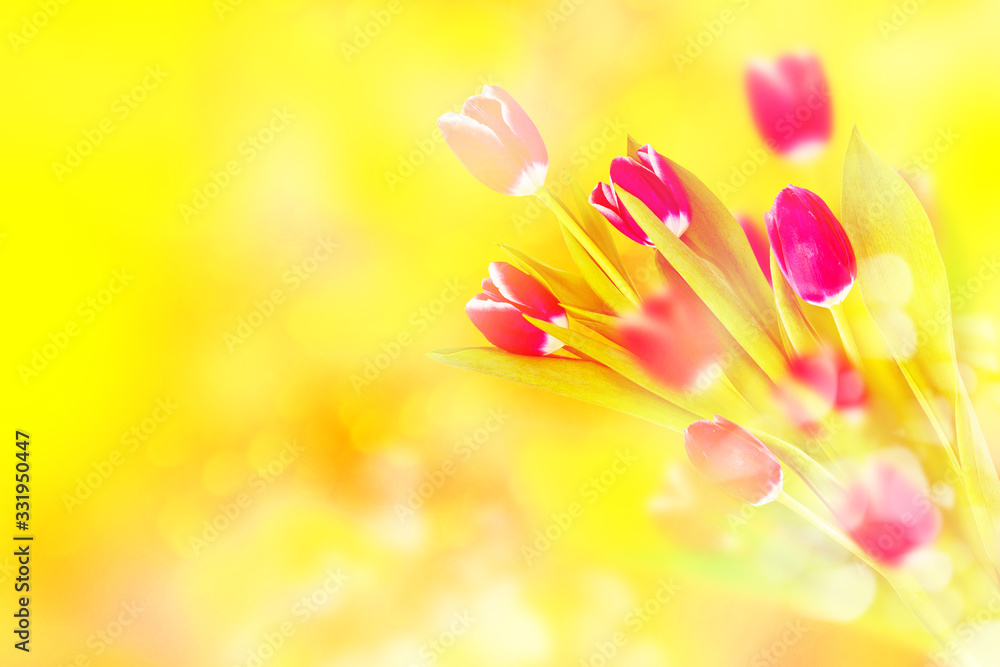 Bright colorful spring flowers