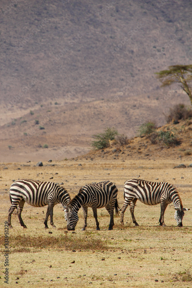 Obraz premium Zebra