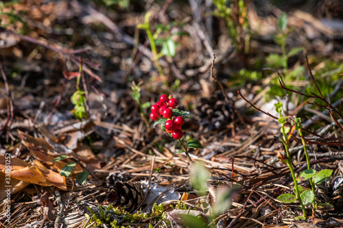 red berry cranberries