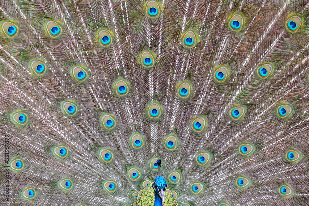 Obraz premium The wheel of the peacock