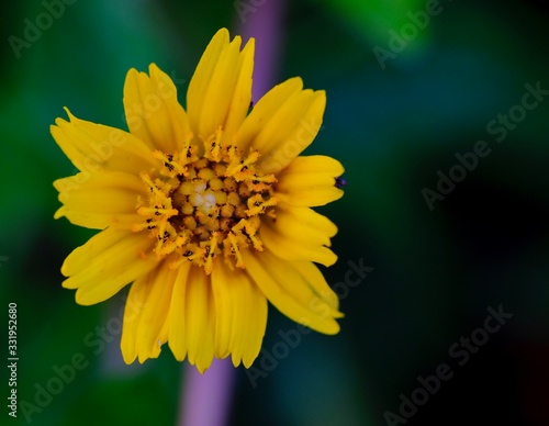 Jacobaea vulgaris , ragwort, common ragwort , stinking willie, tansy ragwort, benweed