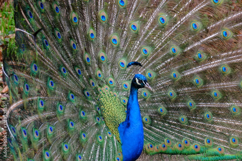 Naklejka premium A Peacock in a french parisian garden in the beginning of march 2020