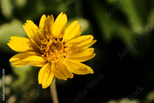 Jacobaea vulgaris , ragwort, common ragwort , stinking willie, tansy ragwort, benweed
