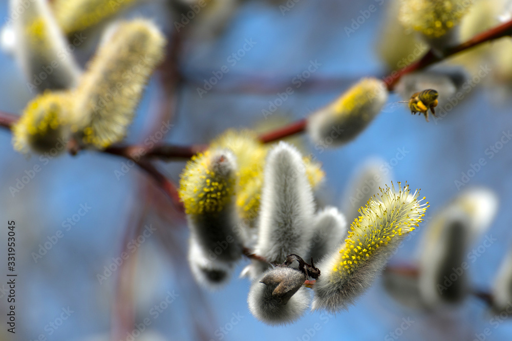 Weidenkätzchen mit Biene im Frühling Weidenkätzchen mit Biene im Frühling