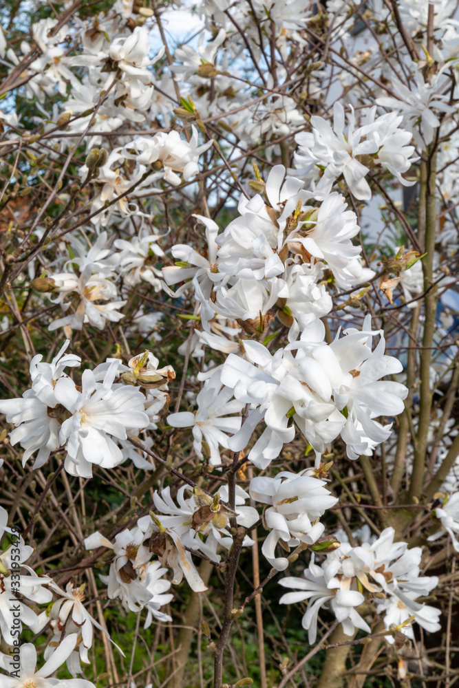 Baum mit weißen Blüten