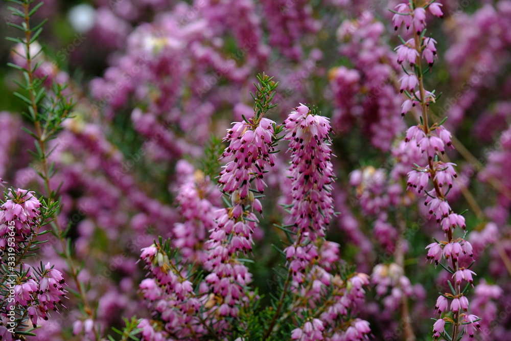 Some flowers in Paris in the first day of spring.