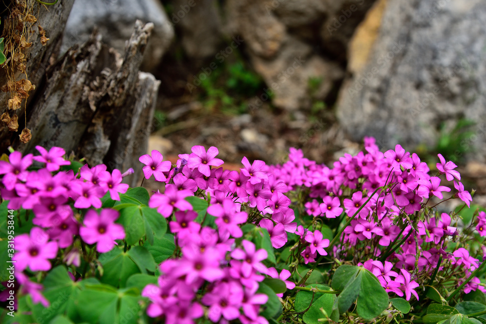 Obraz premium Mediterranean flowers right next to the decorated stone-walk in Omis, Dalmatia, Croatia, Europe