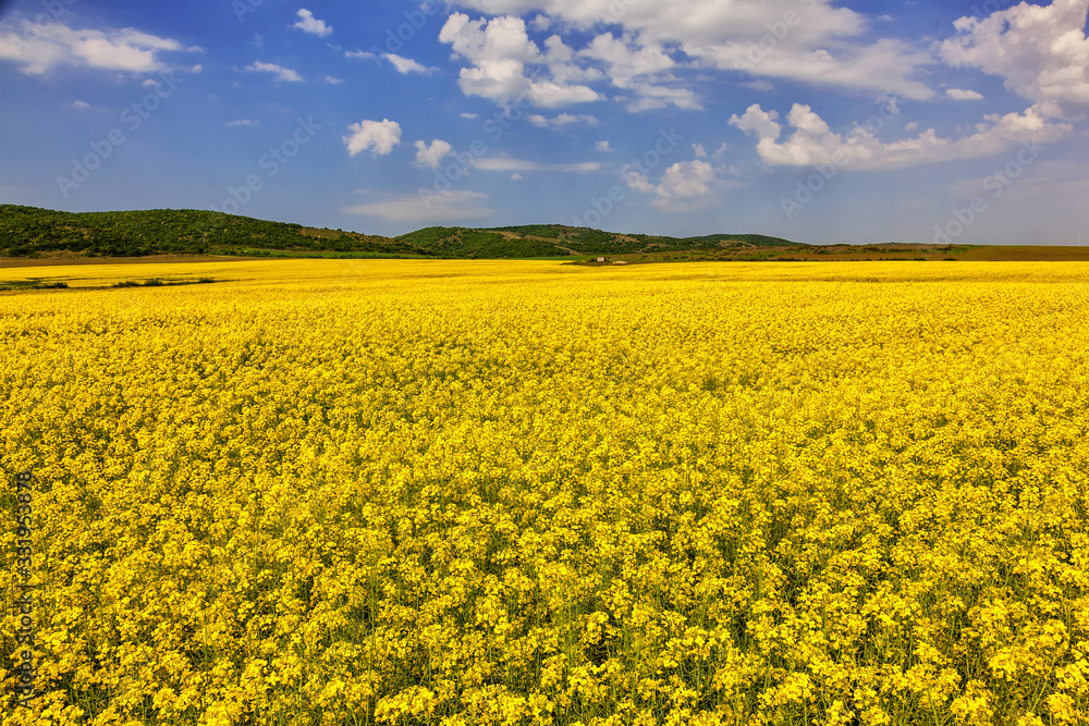 Fototapeta premium Rape field in spring