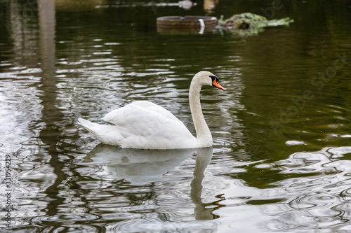 White mute swan in lake