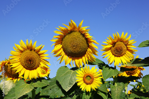 Sunflowers and blue sky