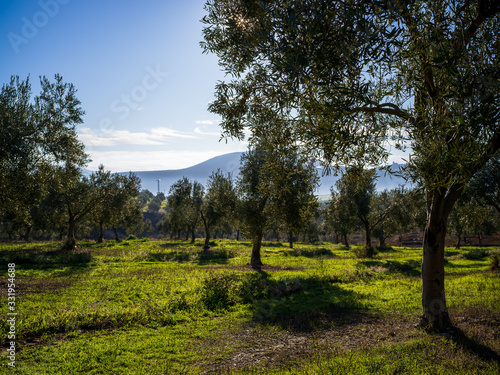 Beautiful landscape with olive trees and mountains on a sunny day