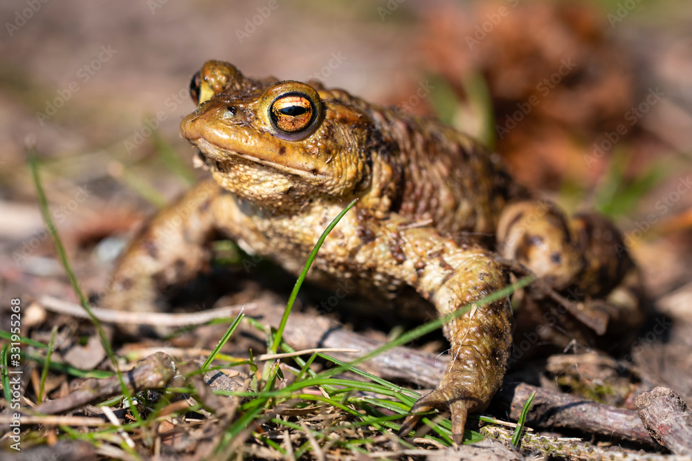 common toad - (Bufo bufo), Czech Republic common toad - (Bufo bufo), Czech Republic