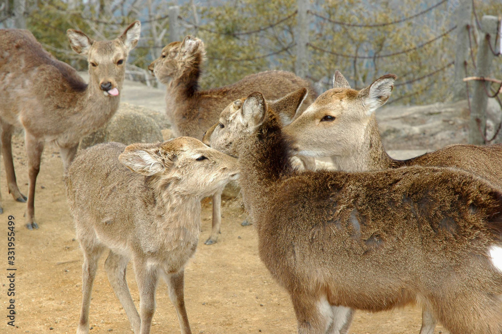 herd of deer herd of deer
