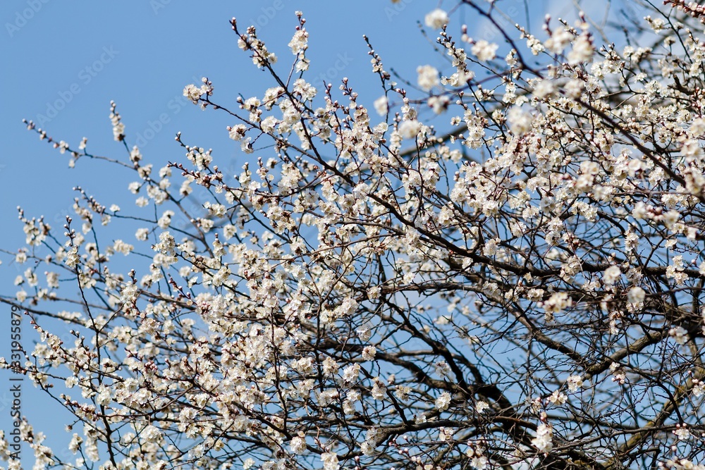 branch of a tree in spring