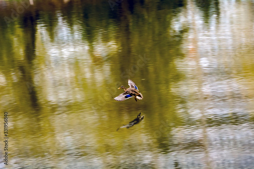 Duck flying over the lake
