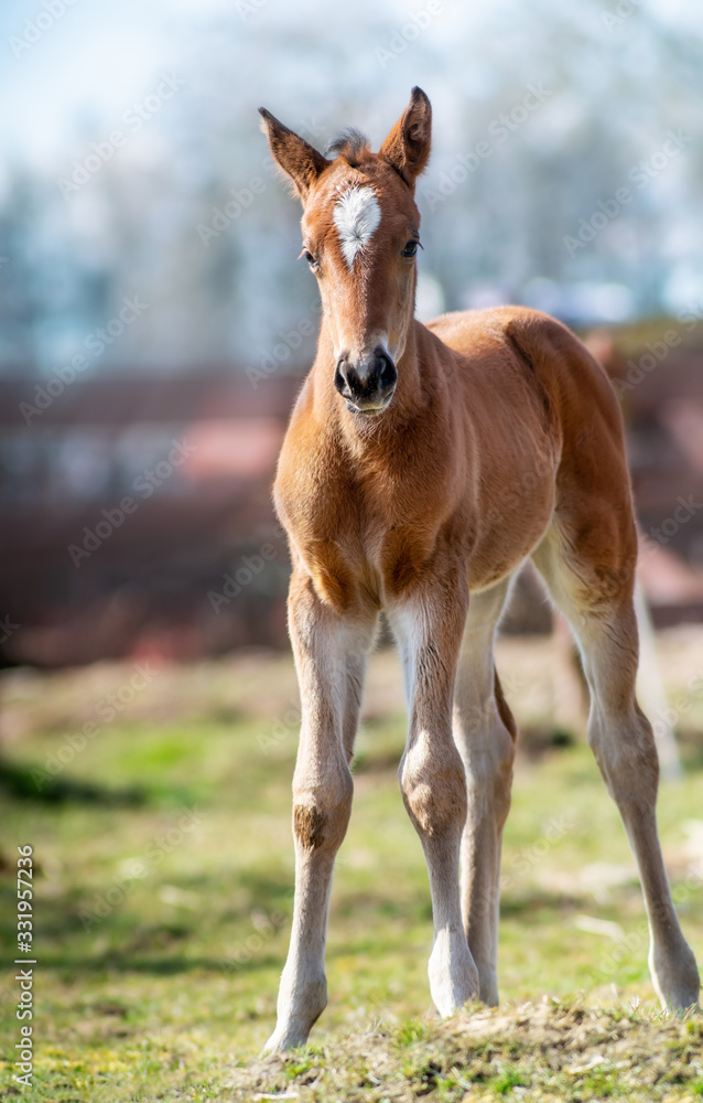 Foal on the spring grass in the farm
